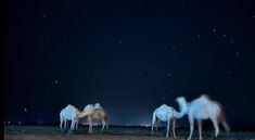 three white camels standing in the desert at night