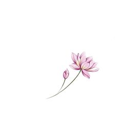 two pink flowers on a white background