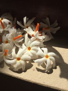 small white flowers with orange centers sitting on a ledge