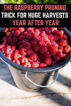 the raspberry pruning trick for huge harvesters year after year is here