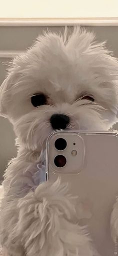 gente tem e varios papeis de parede so entra no meu perfil vcs vai encontra hum aleatorio que outro Dog Wallpaper Iphone, ليلو وستيتش, Cute Puppy Wallpaper, Futurisme Retro, Cute Dog Wallpaper, Cute Dogs Images, Very Cute Puppies, Whatsapp Wallpaper Cute, Puppy Wallpaper