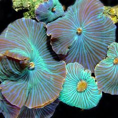 some very pretty blue flowers in the water