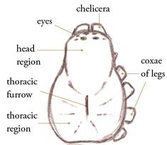 the anatomy of a stuffed animal with labels on its chest, eyes, head, region and thoracic furrow