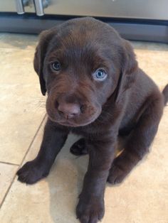 a brown puppy sitting on top of a tile floor