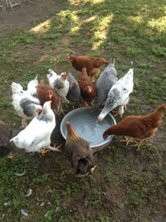 chickens and roosters are drinking water from a bowl in the grass on the ground