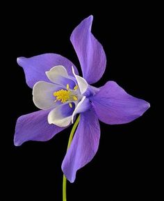 a purple flower with white stamen and yellow stamen in the center on a black background