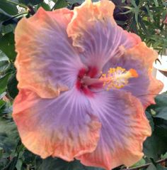 an orange and purple flower with green leaves