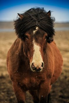 a brown and white horse standing on top of a dirt field