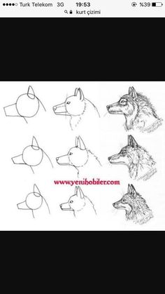 an image of different types of wolfs in various stages of their head and neck