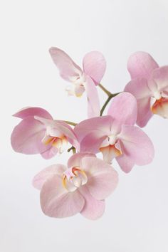 Water Culture Orchids, Orchid Flower Tattoos, Orchid Illustration, Orchid Wallpaper, Orchid Drawing, Repotting Orchids, Illustration Rose, Oncidium Orchids, Orchid Photography