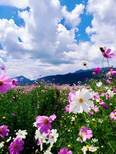 a field full of flowers with the words omg i sell posh ask me how to order