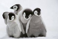 three little penguins standing next to each other in the snow