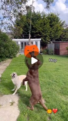 a dog is playing with an orange frisbee in the yard while another dog watches