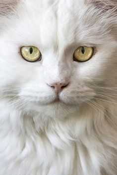 a white cat with green eyes looking at the camera