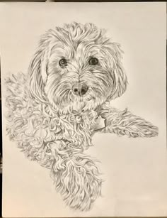 a drawing of a dog with long hair and big eyes sitting on top of a piece of paper