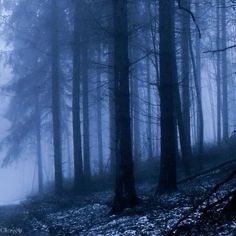 a foggy forest filled with lots of trees