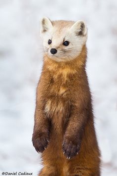 a brown and white animal standing on its hind legs in front of it's eyes