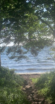 a path leading to the beach through some trees