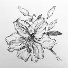 a pencil drawing of a flower