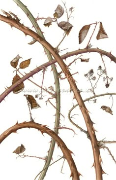 a branch with several birds perched on it's branches and some leaves in the foreground