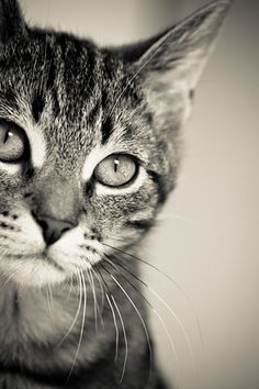 a black and white photo of a cat's face looking at the camera with one eye open