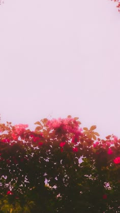 pink flowers in the foreground and green trees on the far side, with a light blue sky in the background