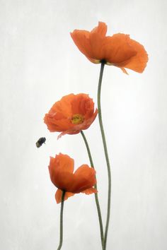 Poppy Flowers Photography, Flowers Reference Photo, Poppy Flower Aesthetic, Flowers Reference, Poppy Photography, Flower Reference, Flower Blooming, Flowers Photo, Flowers Blooming