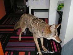 a small dog standing on top of a colorful rug