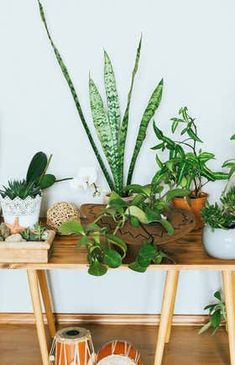 various houseplants and potted plants on a table