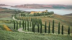 the rolling hills are dotted with cypress trees and an old road winding through them in front of a lake