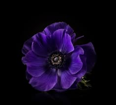 a purple flower on a black background