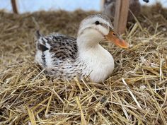 a duck laying on top of dry grass next to a wooden pole and hay covered ground