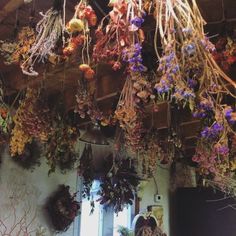 dried flowers hanging from the ceiling in a room