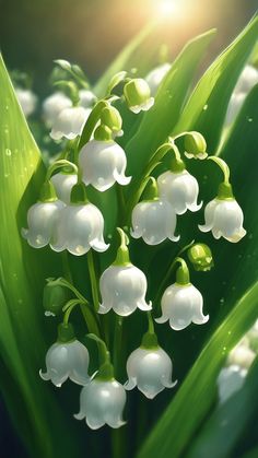 lily of the valley flowers with dew drops