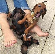 two small dachshund puppies sitting on the ground with their owner's feet