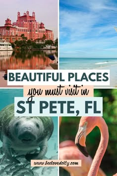 the words beautiful places you must visit in st pete, fl with images of flamingos and