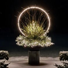 a christmas tree is lit up in the dark with snow on the ground and bushes around it