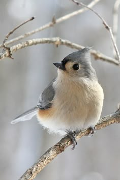 a small bird perched on top of a tree branch