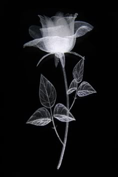 the words boa note are written in white on a black background with a rose