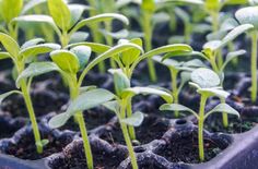 small green plants sprouting from the ground