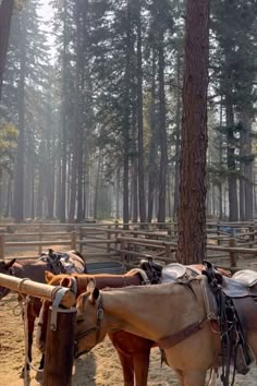 two horses are tied up in the woods with saddles on their heads and bridles