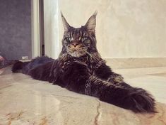 a cat laying on the floor next to a door