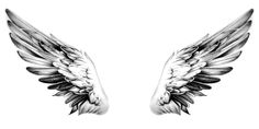 two black and white wings on a white background