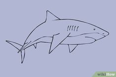 how to draw a shark step by step