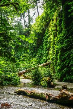 a river running through a lush green forest