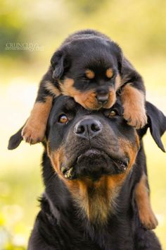 a black and brown dog sitting on top of another dog