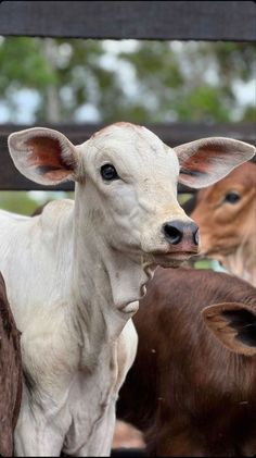 two brown and white cows standing next to each other