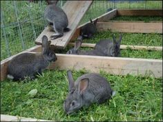 four rabbits are sitting in the grass near some wooden steps and railings, while one rabbit is looking at the camera