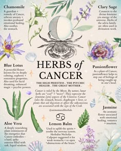 Magical Herbs, Herbal Apothecary, Natural Healing Remedies, Herbal Healing, Herbal Magic