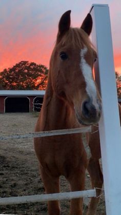 a brown horse standing on top of a dirt field next to a white fence at sunset